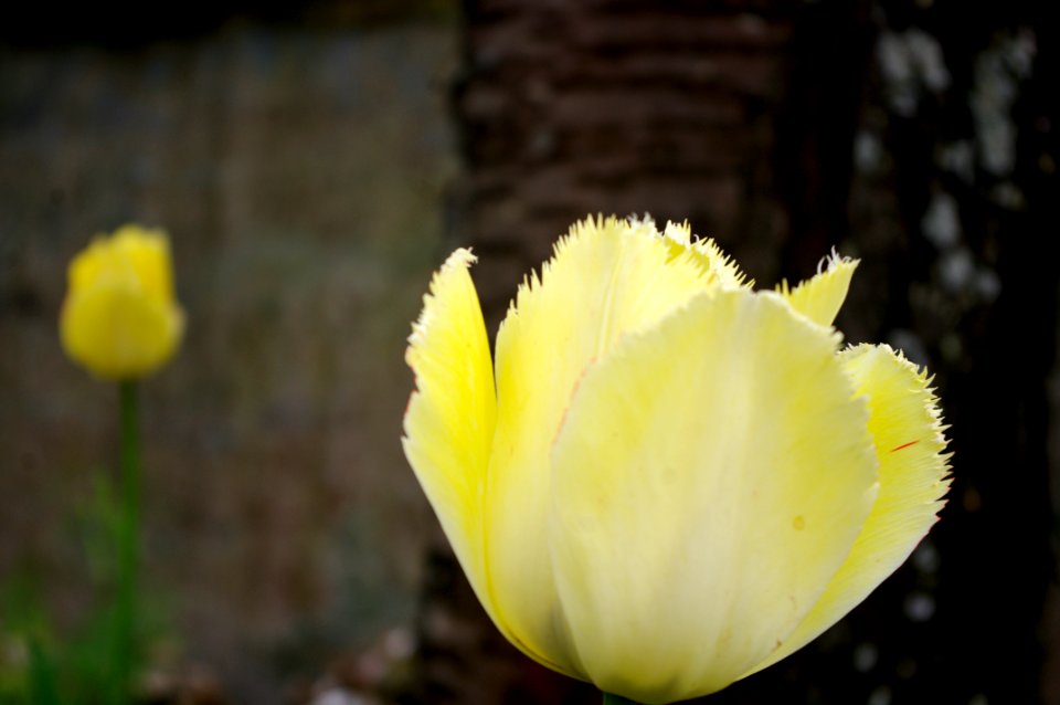 tulipes à la maison picassiette