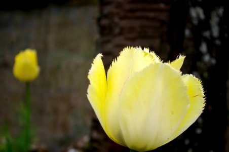 tulipes à la maison picassiette