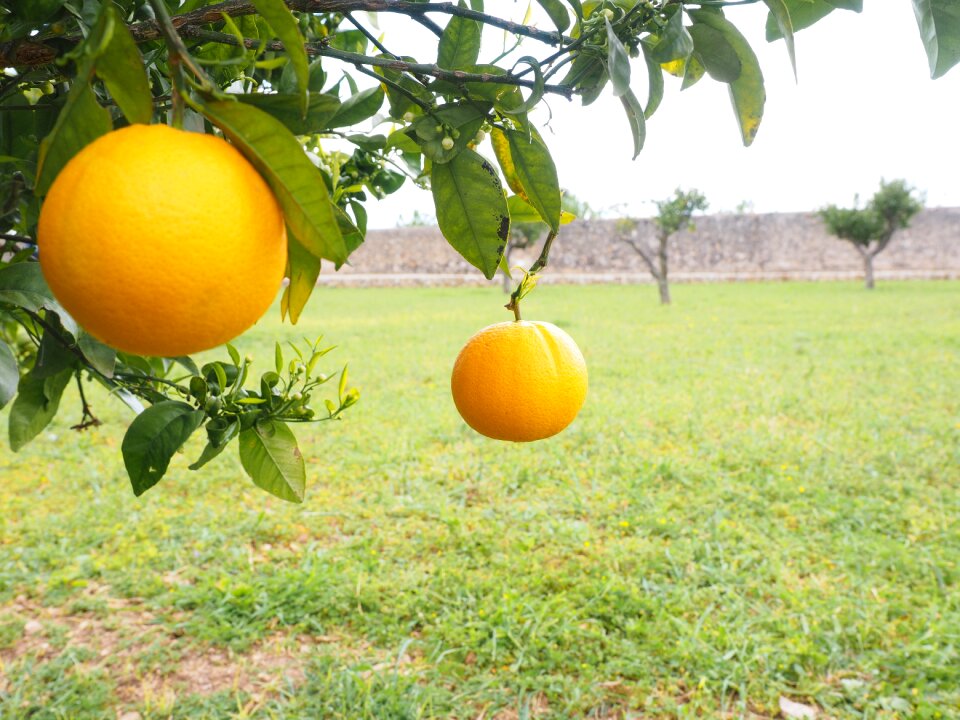 Citrus fruit tree evergreen