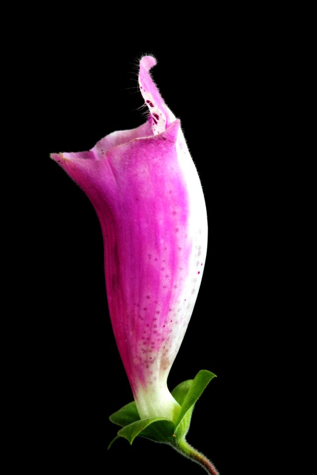 Purple digitalis summer