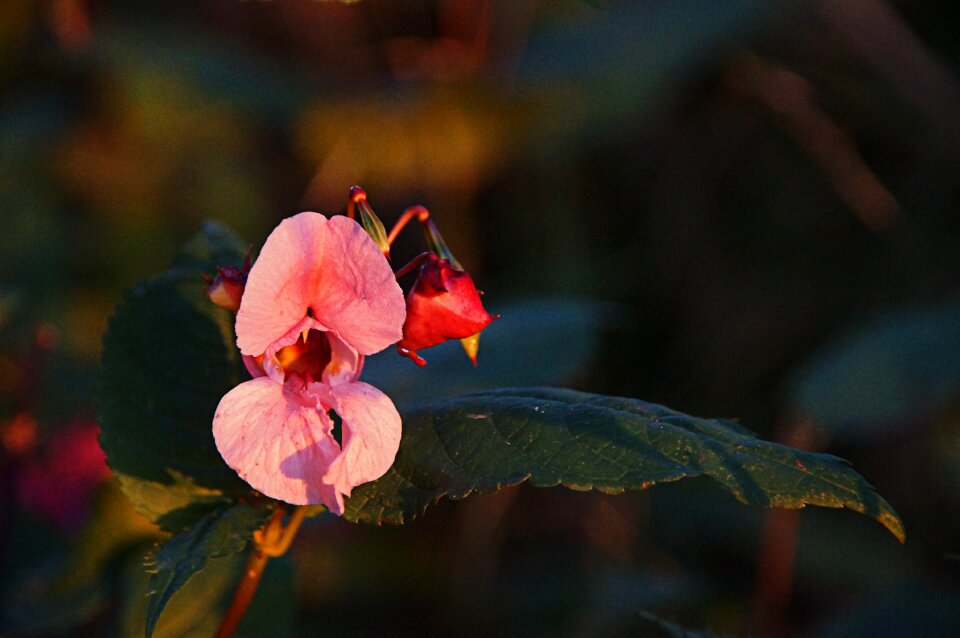 Soil plant pink red
