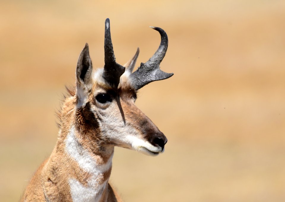Pronghorn at Seedskadee National Wildlife Refuge