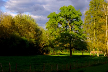 chêne avant l'orage