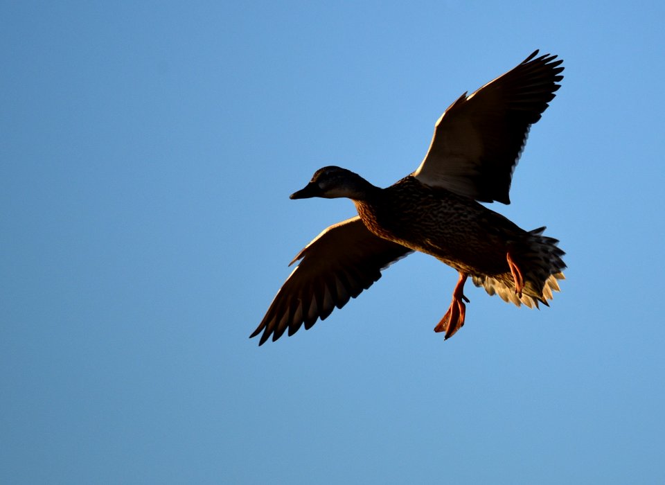 Mallard on Seedskadee National Wildlife Refuge