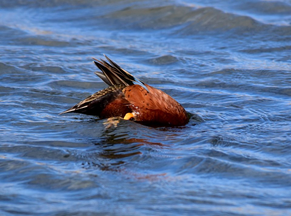Cinnamon teal at Seedskadee National Wildlife Refuge