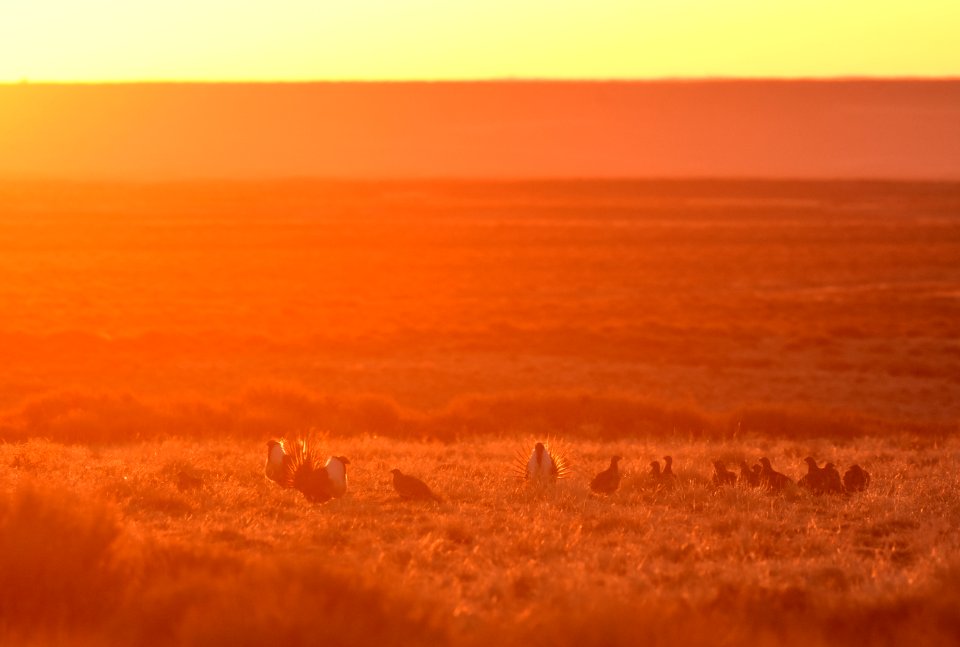 Greater sage-grouse near Seedskadee National Wildlife Refuge