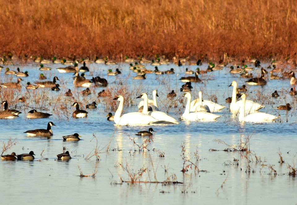 Waterfowl on LaCreek National Wildlife Refuge