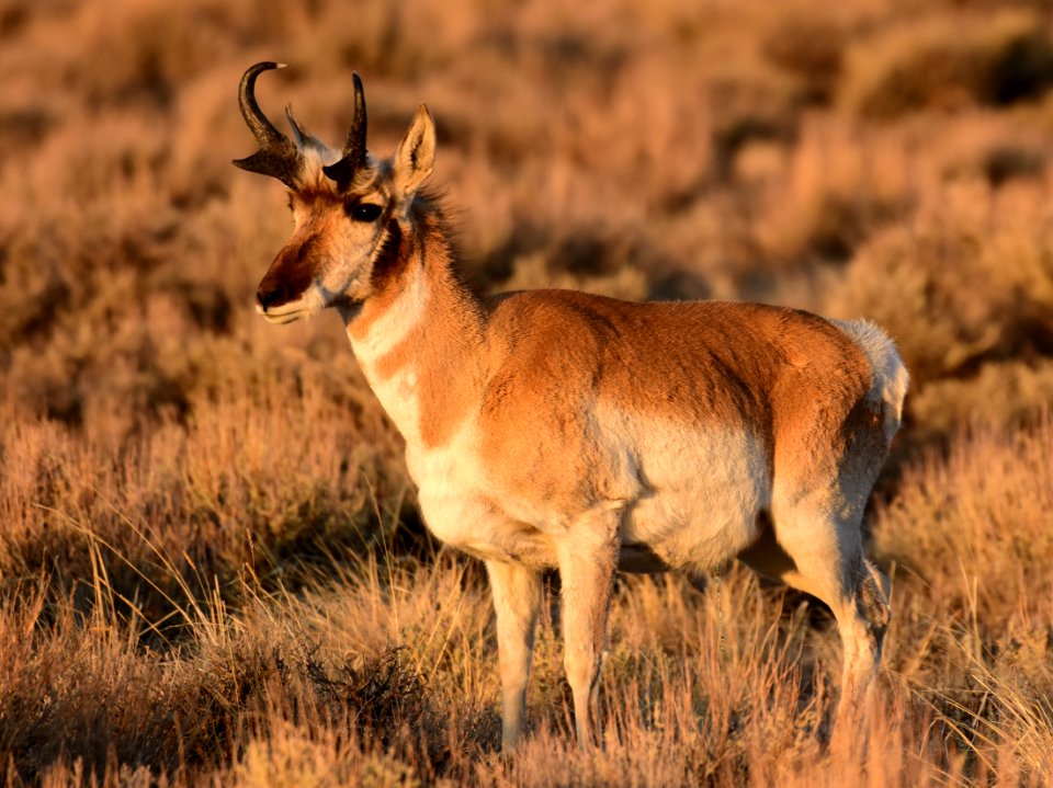 Pronghorn at Seedskadee National Wildlife Refuge