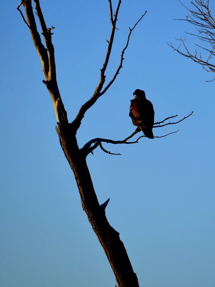 Bald eagle at Seedskadee National Wildlife Refuge