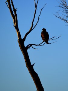 Bald eagle at Seedskadee National Wildlife Refuge