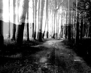 Gespensterwald