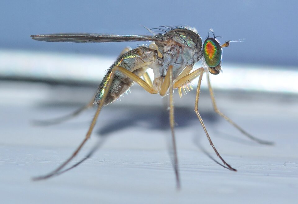 Diptera sciapus pallens