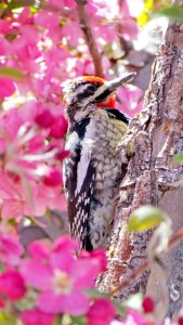 Red-naped sapsucker