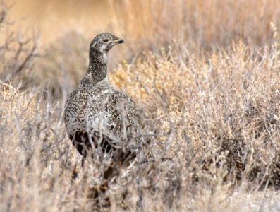 Greater sage-grouse at Seedskadee National Wildlife Refuge photo