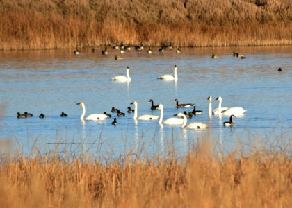 Waterfowl on LaCreek National Wildlife Refuge