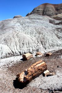 08-13-17 Blue Mesa Trail HL (35) photo