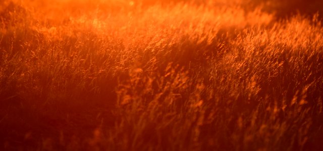 Needle-and-thread backlit by the setting sun at Seedskadee National Wildlife Refuge