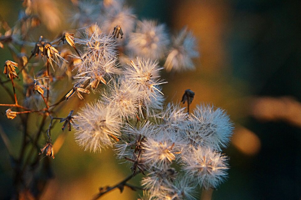 Dandelion white round