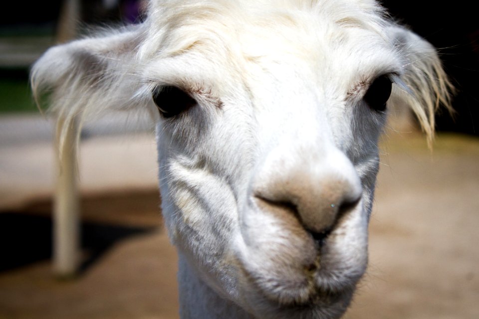 Alpaca