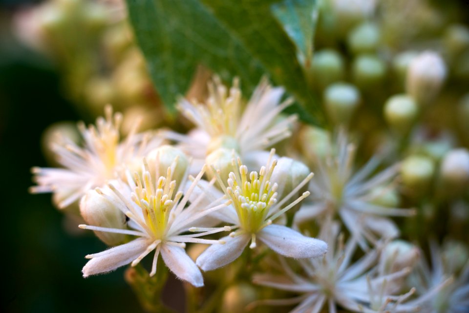 White virgins bower (Clematis ligusticifolia)