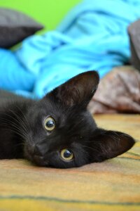 Cat's eyes eyes yellow eyes