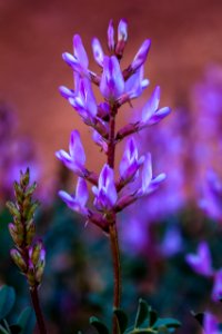 Northern sweetvetch (Hedysarum boreale var. boreale)
