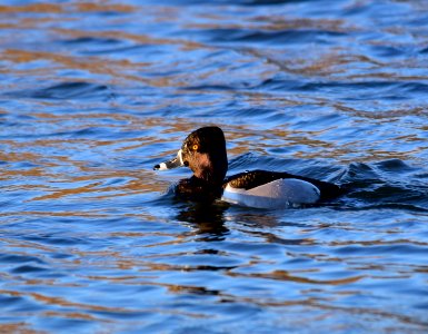 Ring-necked duck at Seedskadee National Wildlife Refuge