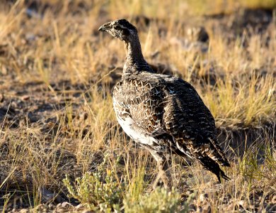 Greater sage-grouse at Seedskadee National Wildlife Refuge photo