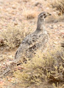 Greater sage-grouse at Seedskadee National Wildlife Refuge photo