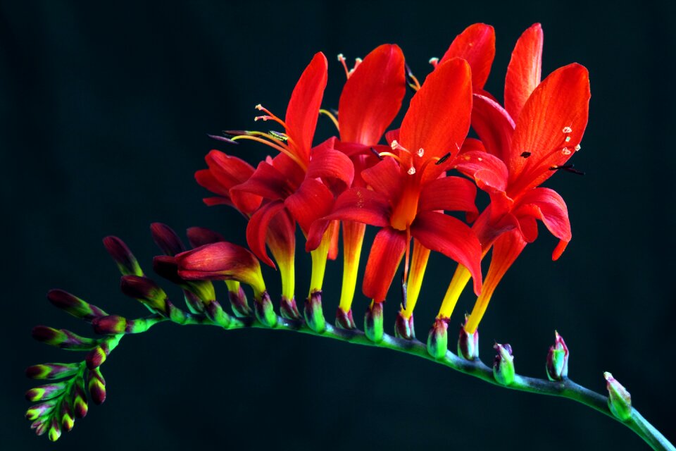 Montbretia plant red