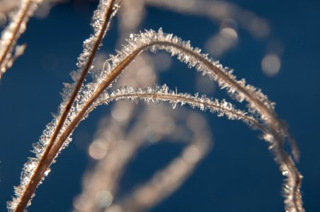 Hoar frost on Indian ricegrass photo