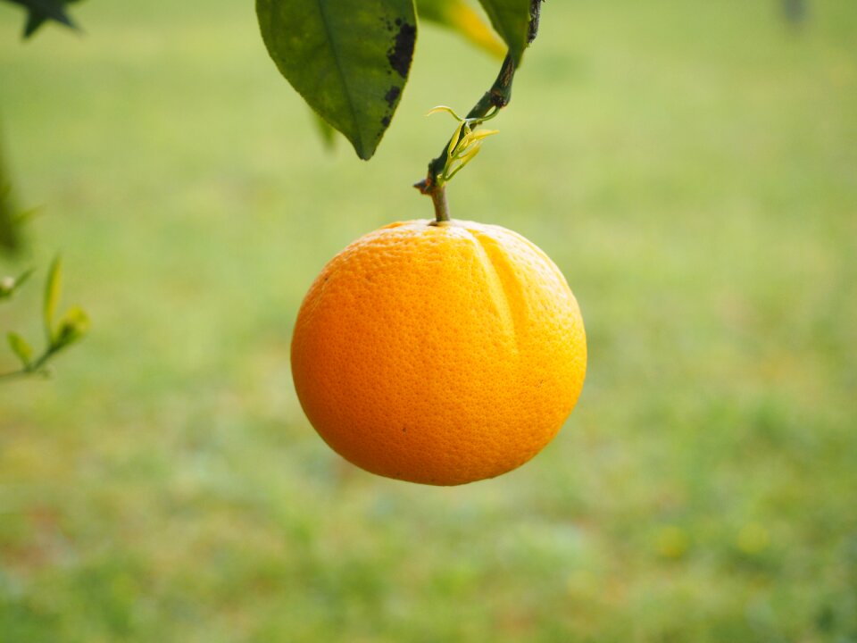 Citrus fruit tree evergreen