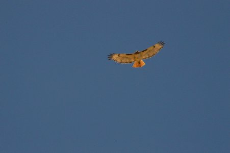 Red Tailed Hawk