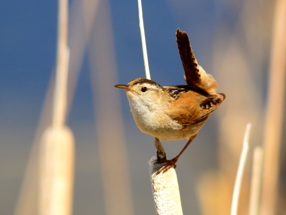 Marsh wren at Seedskadee National Wildlife Refuge
