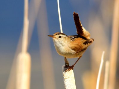 Marsh wren at Seedskadee National Wildlife Refuge