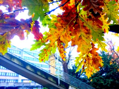Herbstlaub vor Brücke