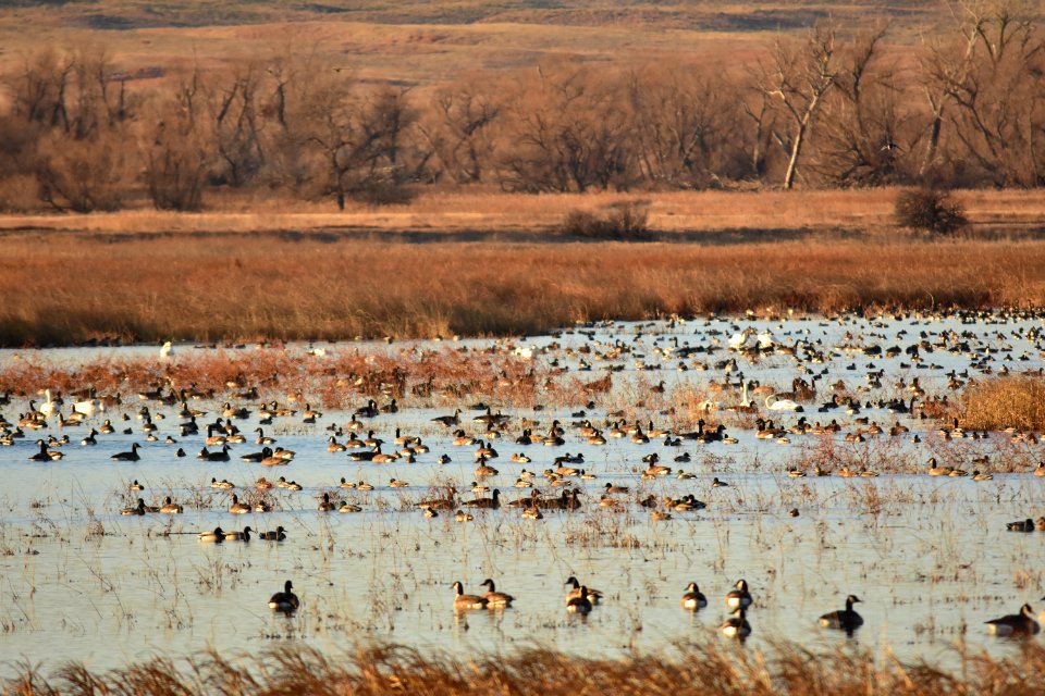 Waterfowl on LaCreek National Wildlife Refuge