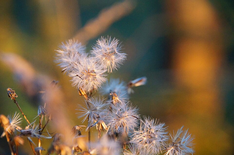 Dandelion white round