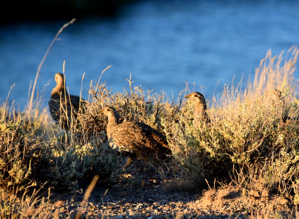 Greater sage-grouse at Seedskadee National Wildlife Refge