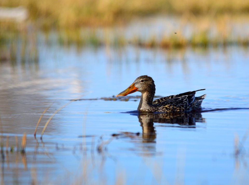 Northern shoveler on Seedskadee National Wildlife Refuge