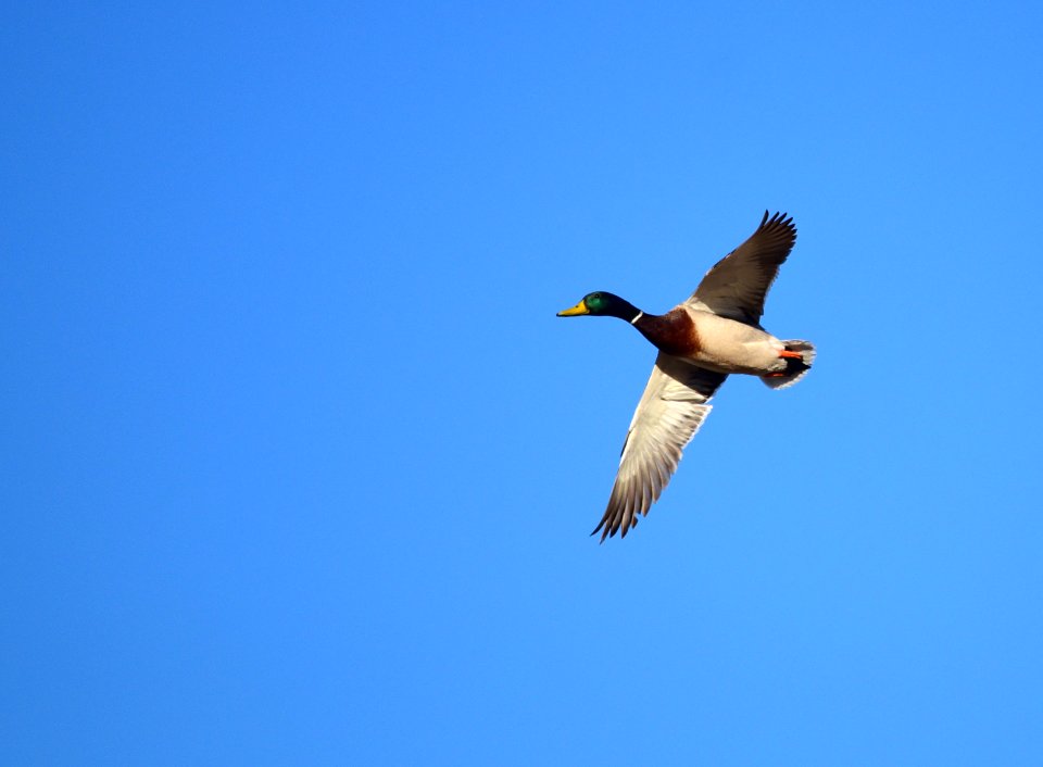Mallard at Seedskadee National Wildlife Refuge