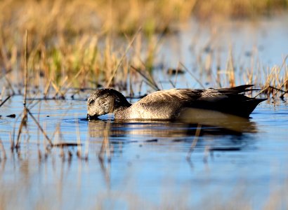 Gadwall at Seedskadee National Wildlife Refuge