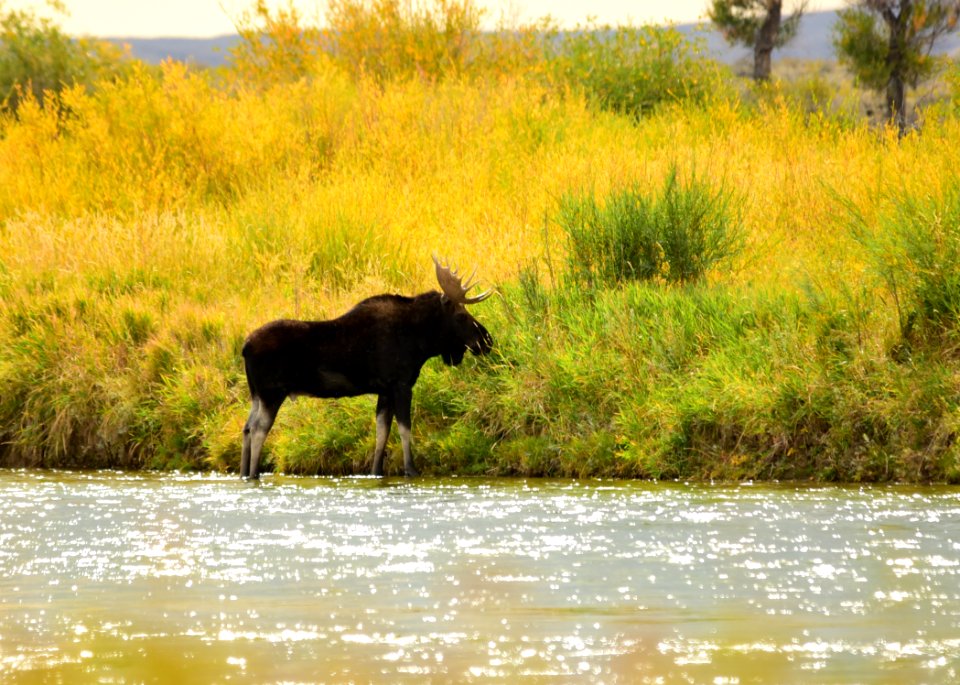 Moose at Seedskadee National Wildlife Refuge
