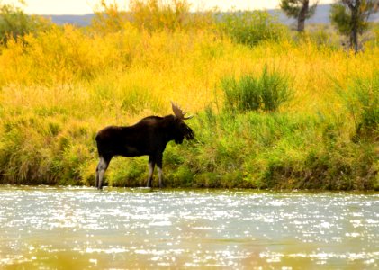 Moose at Seedskadee National Wildlife Refuge