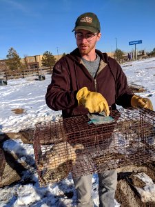 Prairie dog trapping