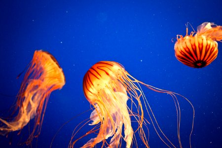 Jellyfish