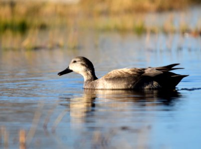 Gadwall at Seedskadee National Wildlife Refuge photo