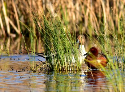Northern pintail at Seedskadee National Wildlife Refuge