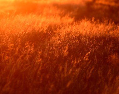 Needle-and-thread backlit by the setting sun at Seedskadee National Wildlife Refuge