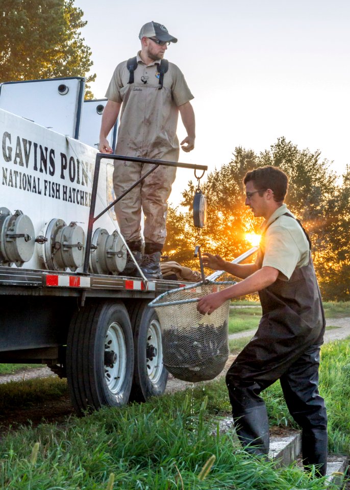 Fish hatchery work